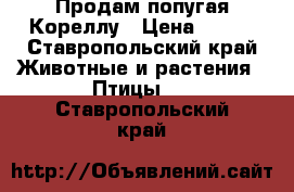 Продам попугая Кореллу › Цена ­ 500 - Ставропольский край Животные и растения » Птицы   . Ставропольский край